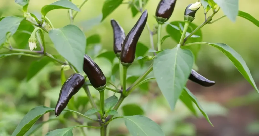 PASA CHILLI PLANT