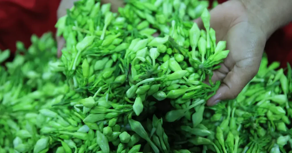 Loroco: The Aromatic Green Jewel of Guatemalan Cuisine