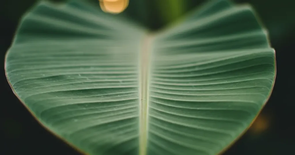 Banana Leave