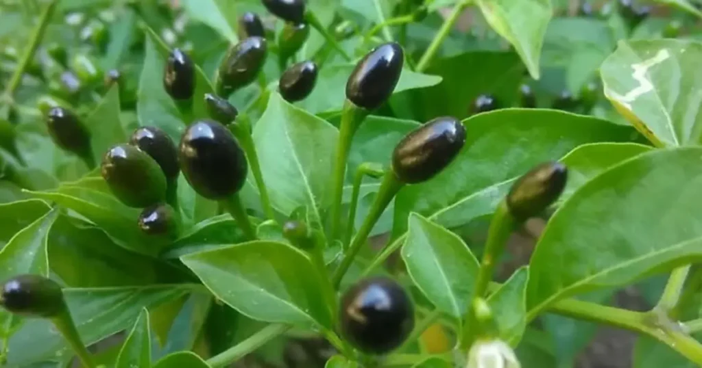 Chiltepe in its Natural Habitat