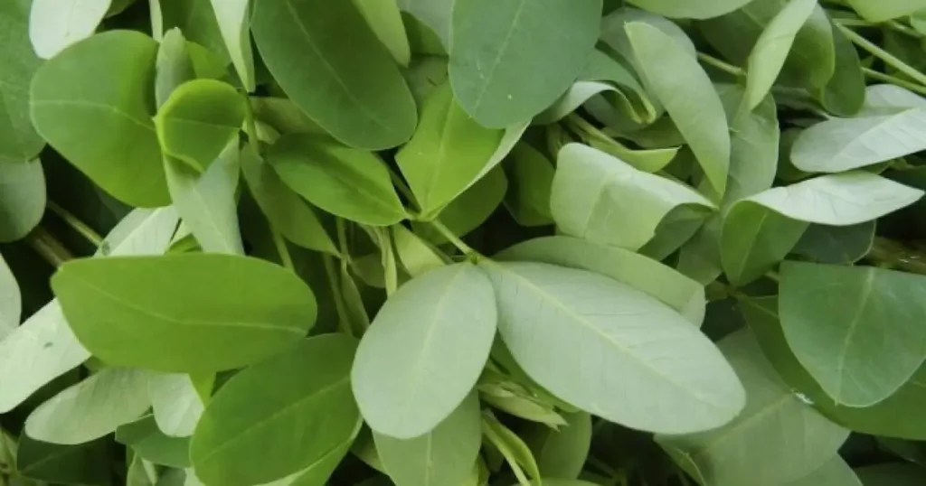 What Exactly is Chipilín? The Star Ingredient