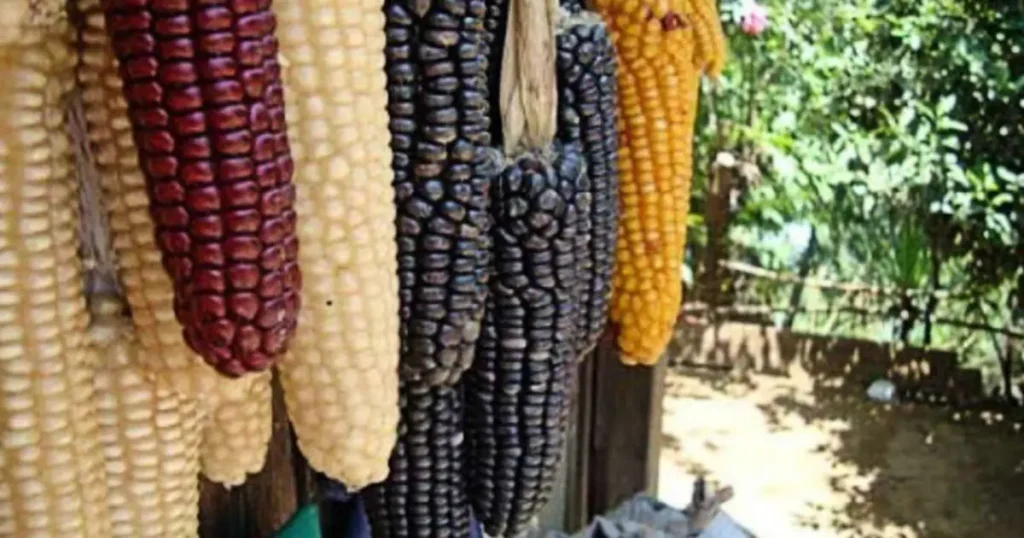 Corn: The Sacred Grain