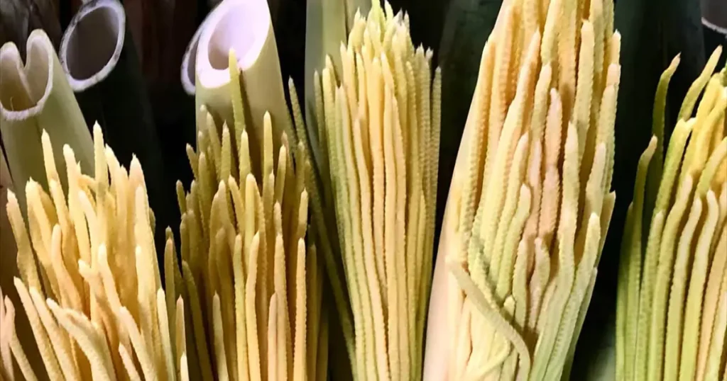 Pacaya plant