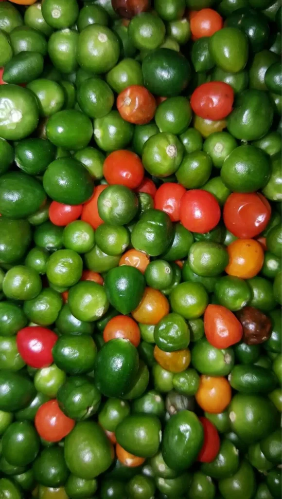 Botanical Notes (For Pepper Nerds)