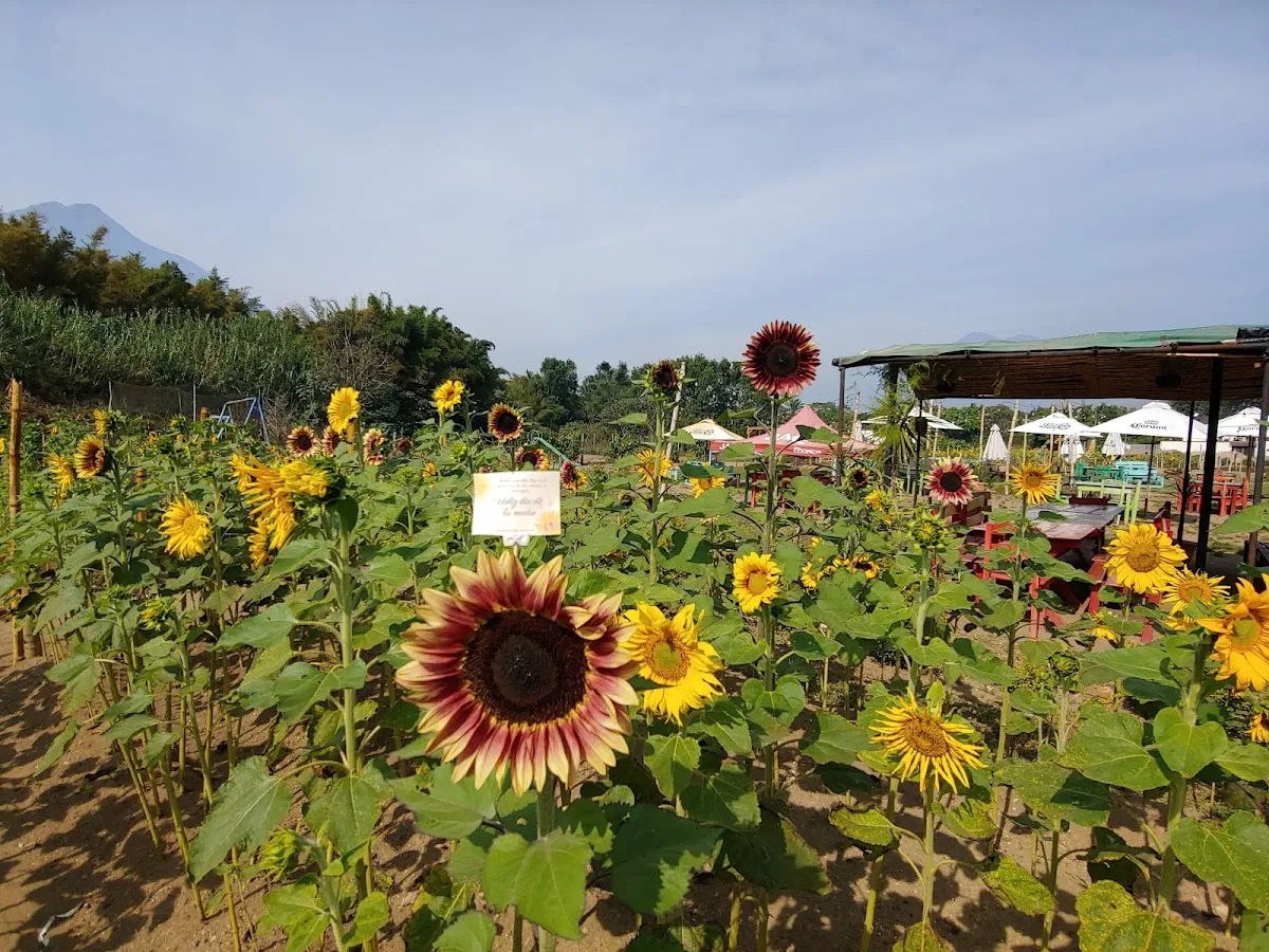 Girasoles de Antigua: Unique Dining Experience in Guatemala