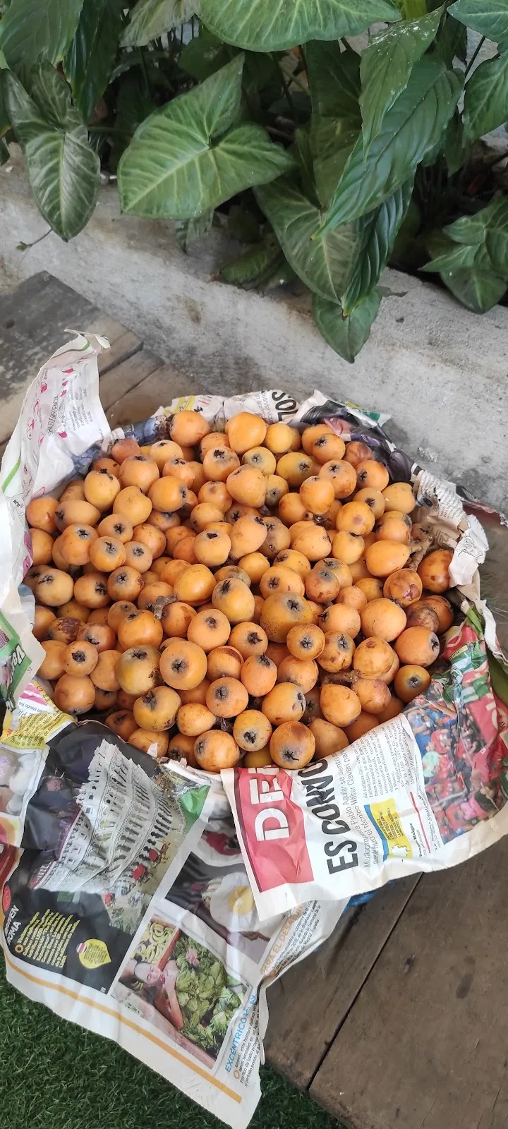 Entre Cuates: Nísperos en Guatemala y Sabor Familiar